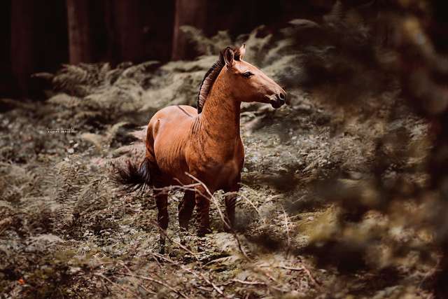 Як виглядає гібрид коня і зебри: вражаючі фото - фото 335919