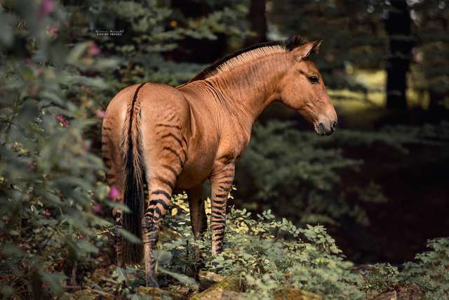 Як виглядає гібрид коня і зебри: вражаючі фото - фото 335920