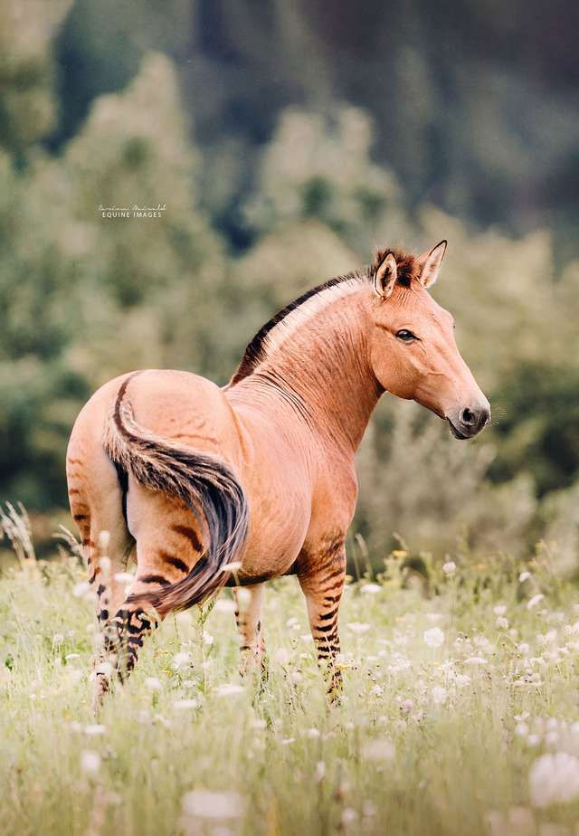 Як виглядає гібрид коня і зебри: вражаючі фото - фото 335922