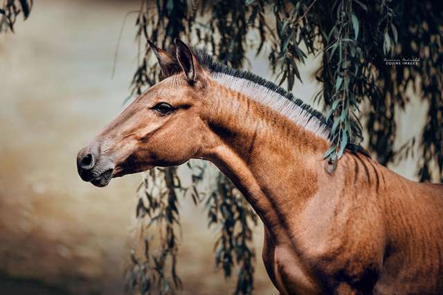 Як виглядає гібрид коня і зебри: вражаючі фото - фото 335925