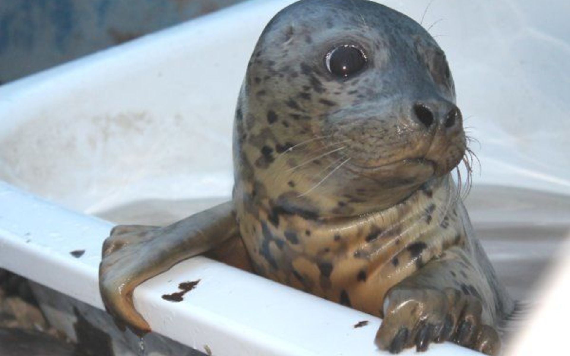 У Шотландії тюлені навчилися співати: кумедне відео