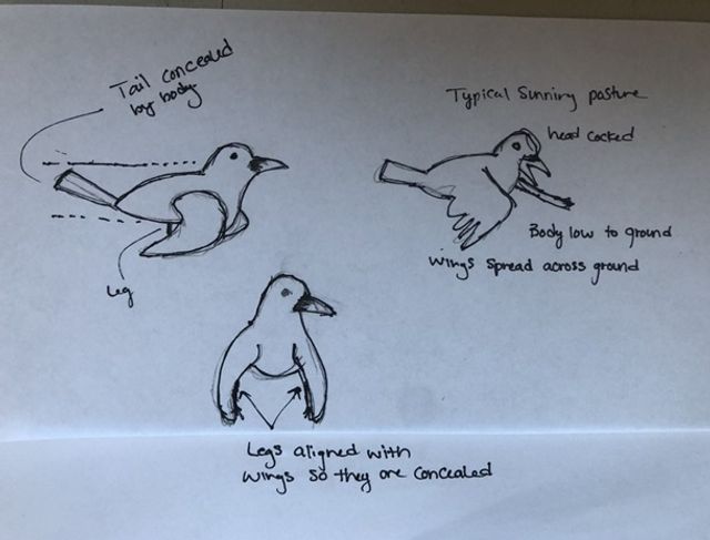 'М'язистий' ворон здивував мережу: відеофакт - фото 336189