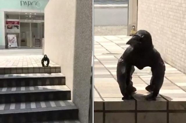 'М'язистий' ворон здивував мережу: відеофакт - фото 336190