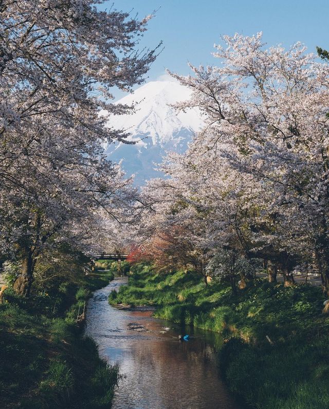 Життя в Японії: захопливі вуличні фото - фото 336729