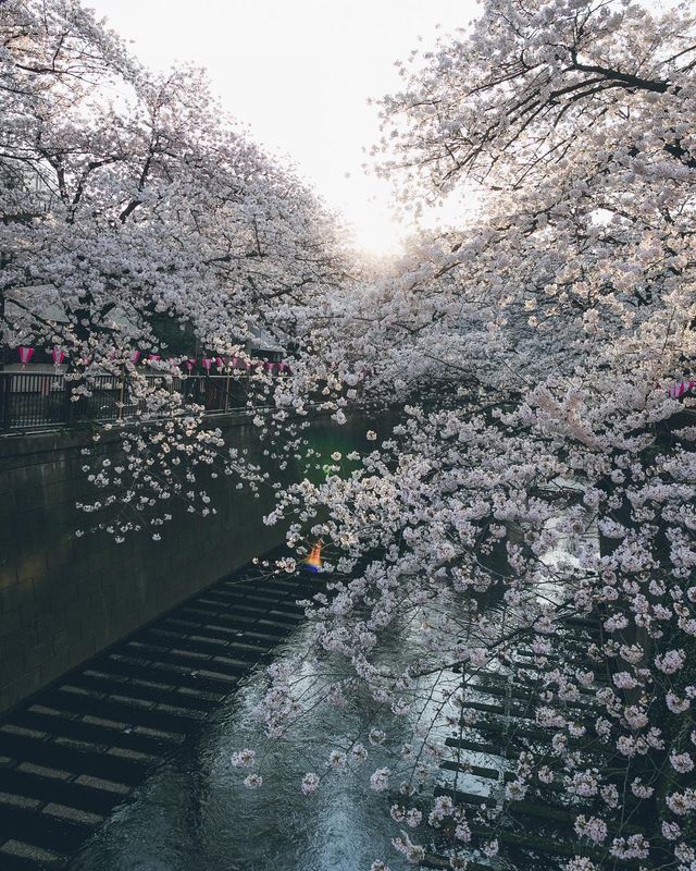 Життя в Японії: захопливі вуличні фото - фото 336733
