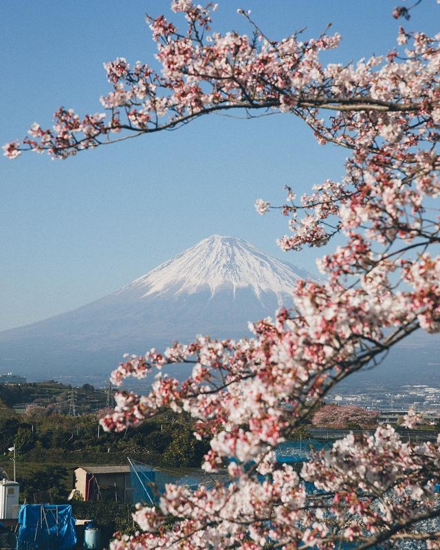 Життя в Японії: захопливі вуличні фото - фото 336737