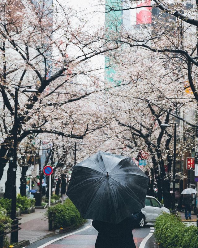 Життя в Японії: захопливі вуличні фото - фото 336739
