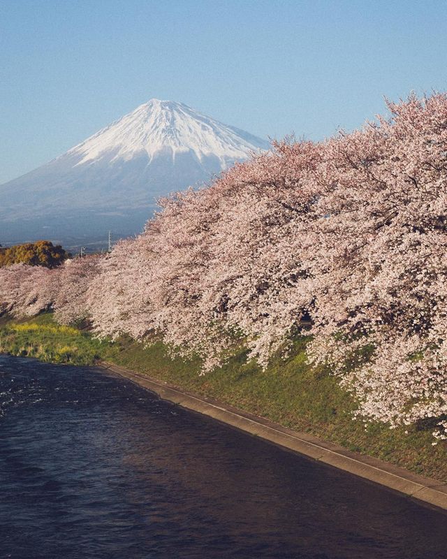 Життя в Японії: захопливі вуличні фото - фото 336741