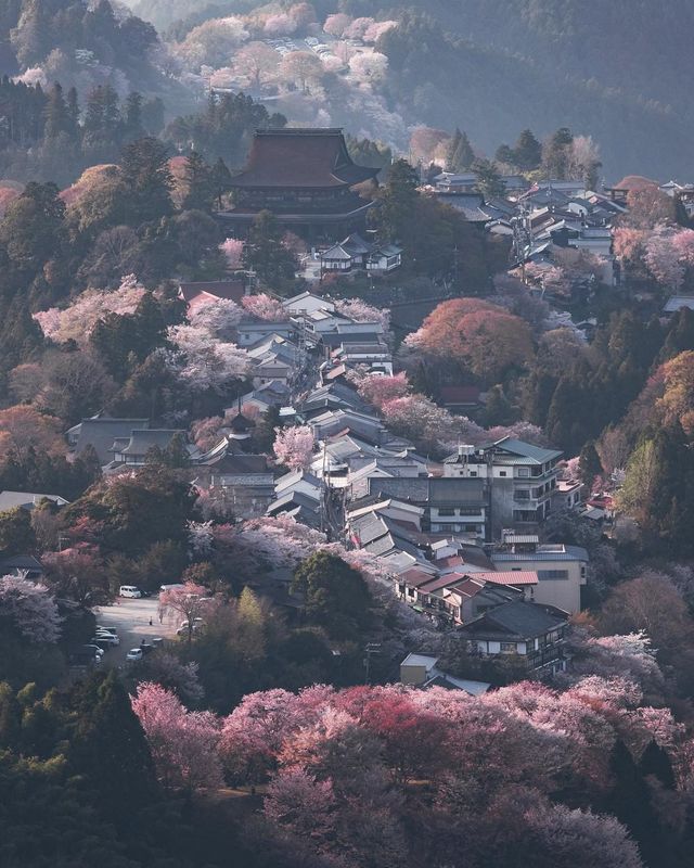 Життя в Японії: захопливі вуличні фото - фото 336746