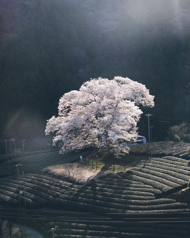 Життя в Японії: захопливі вуличні фото - фото 336748