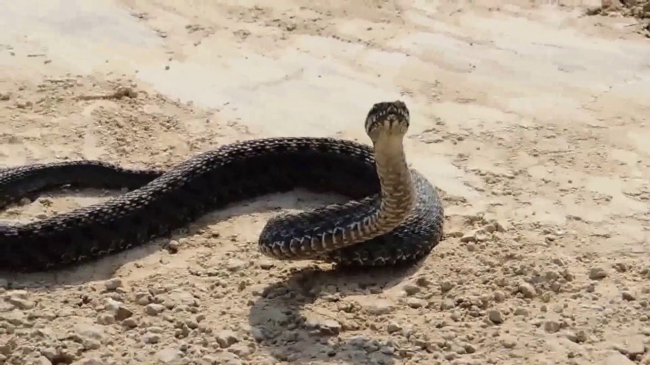 Що робити, якщо вкусила змія - фото 1