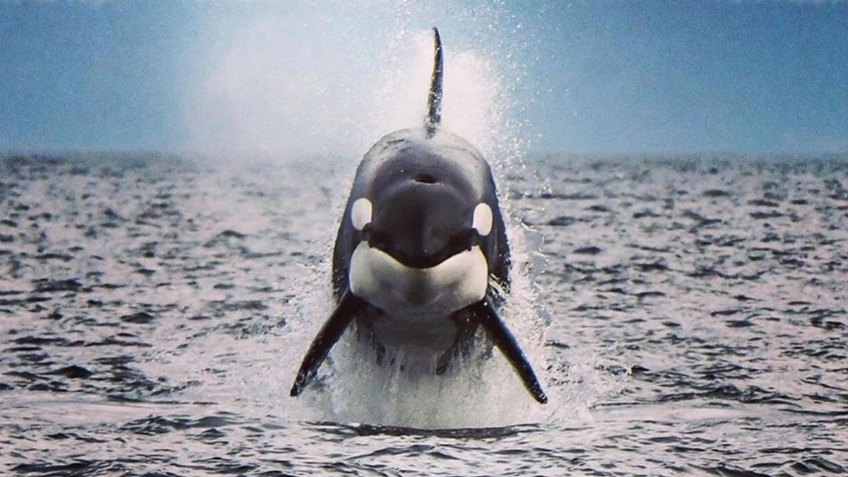 З'явилося відео з косатками, яких випустили з "китової в'язниці"