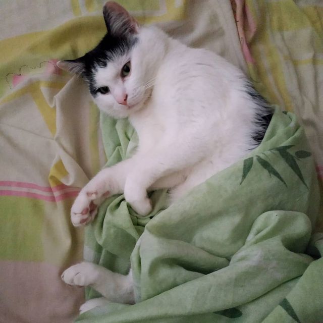 Не підпускайте кота до ліжка - фото 337582