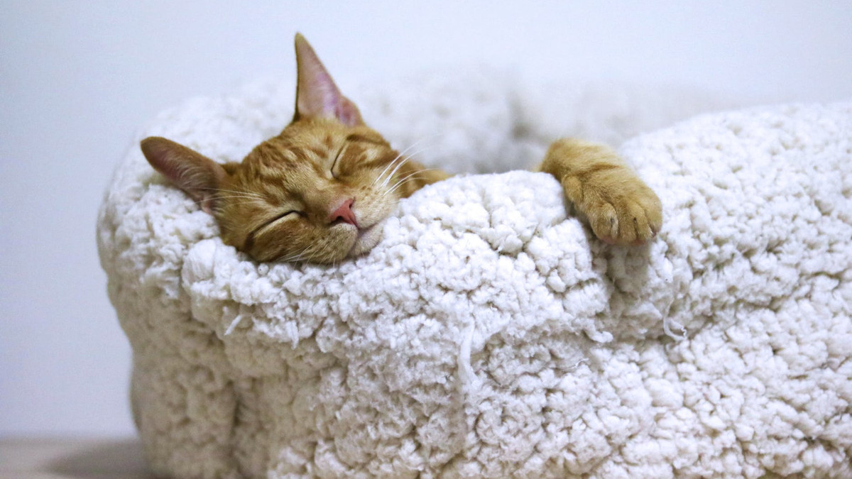 Лікарі не рекомендують спати поруч з котами - фото 1