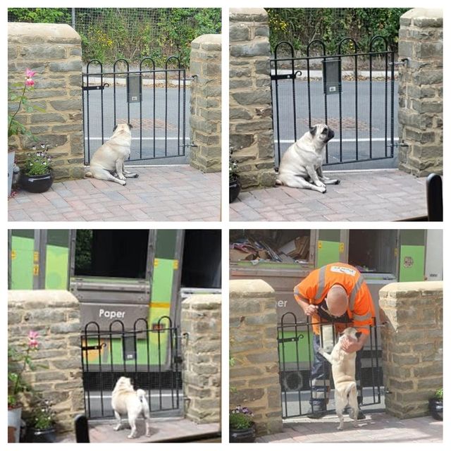 Мопс Волтер став зіркою мережі: фотофакт - фото 337703