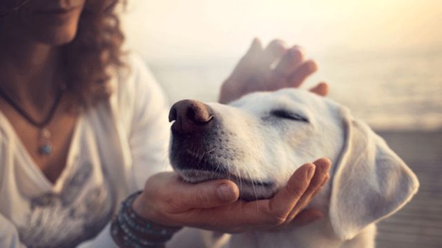 Собаки допомагають успішно побороти стрес під час навчання - фото 337828