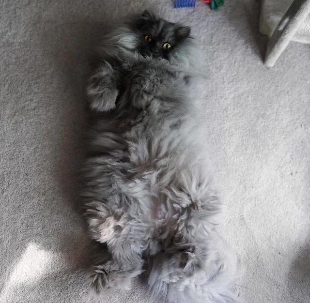 У цього кота крутіша зачіска, ніж в людей: епічні фото - фото 337933