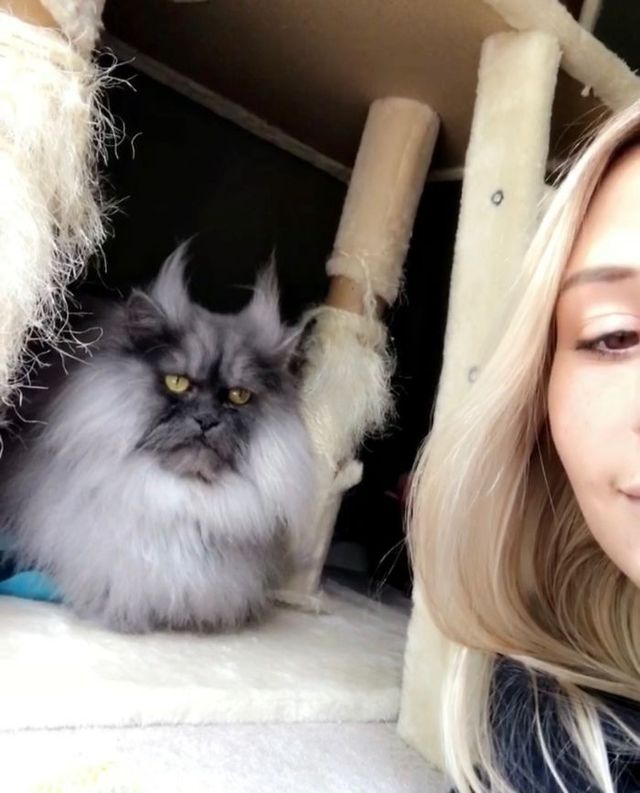 У цього кота крутіша зачіска, ніж в людей: епічні фото - фото 337934