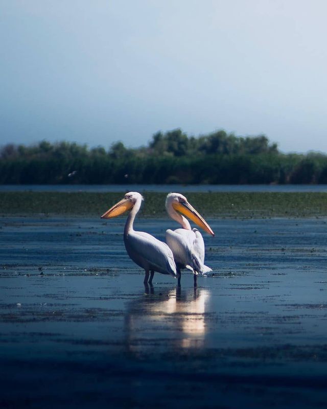 Вилкове – українська Венеція: чим вас вразить унікальне місто в дельті Дунаю - фото 338305