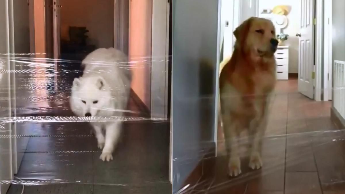 Кумедний челендж: собак змушують перестрибувати через прозору плівку (веселі відео)