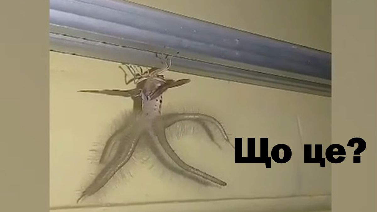 В Індонезії зняли на відео дивну комаху