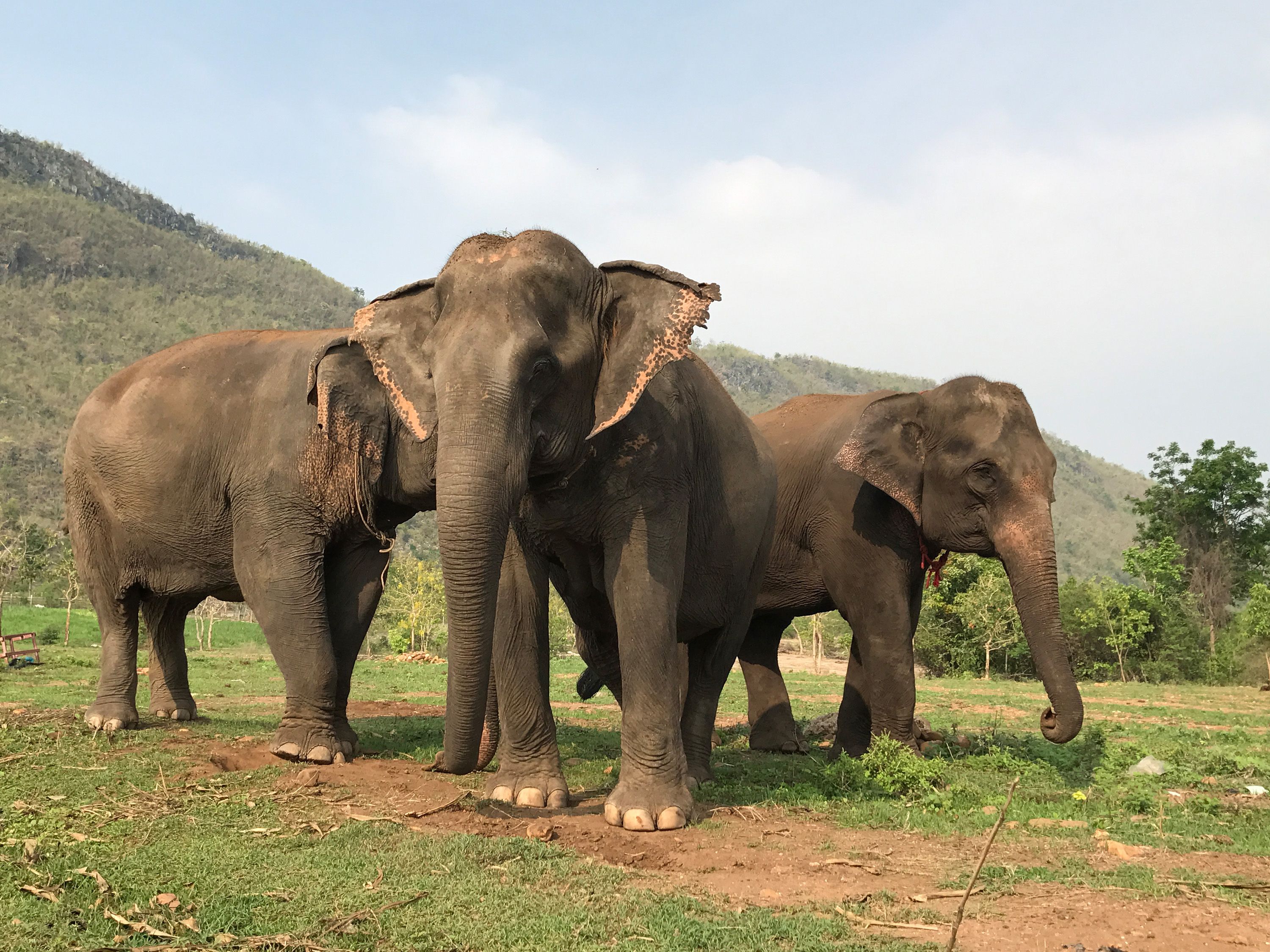 Слони-підлітки навчились об'єднуватися у групи, щоб боротися з браконьєрами