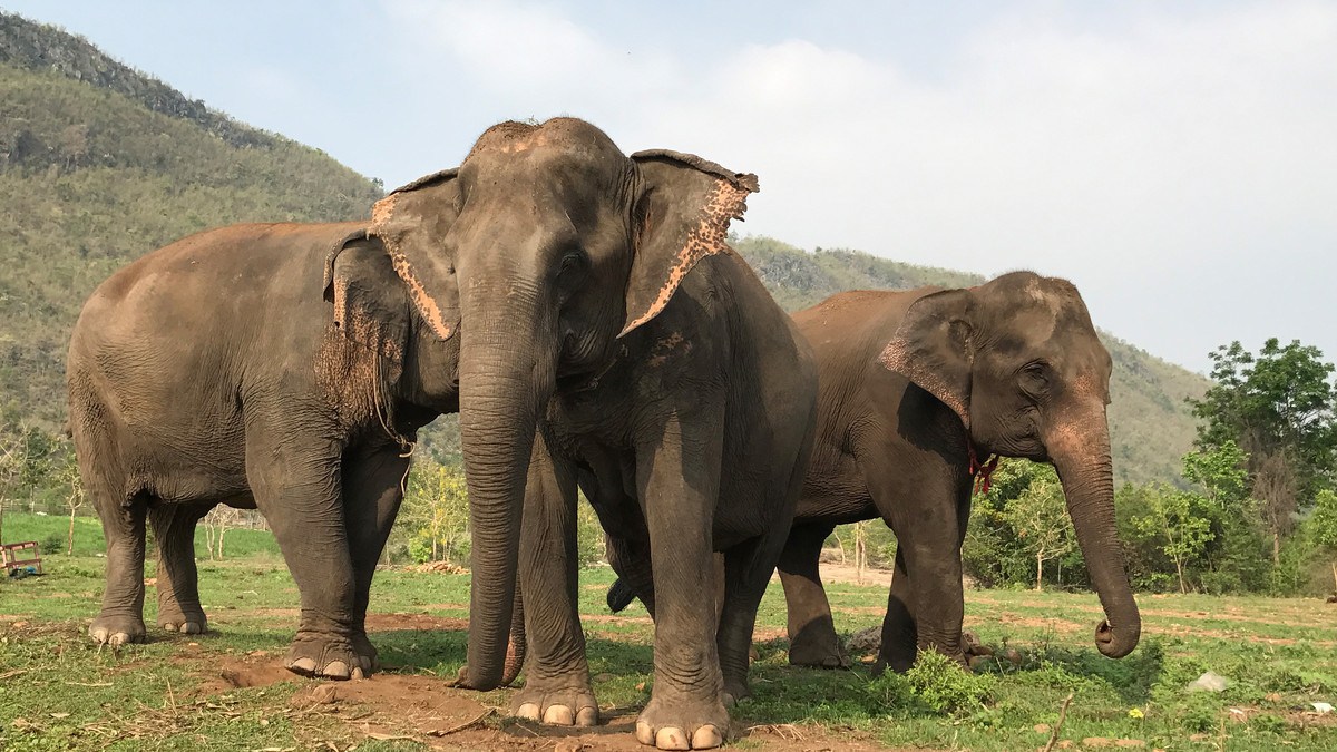 Слони формують групи для боротьби з браконьєрами - фото 1