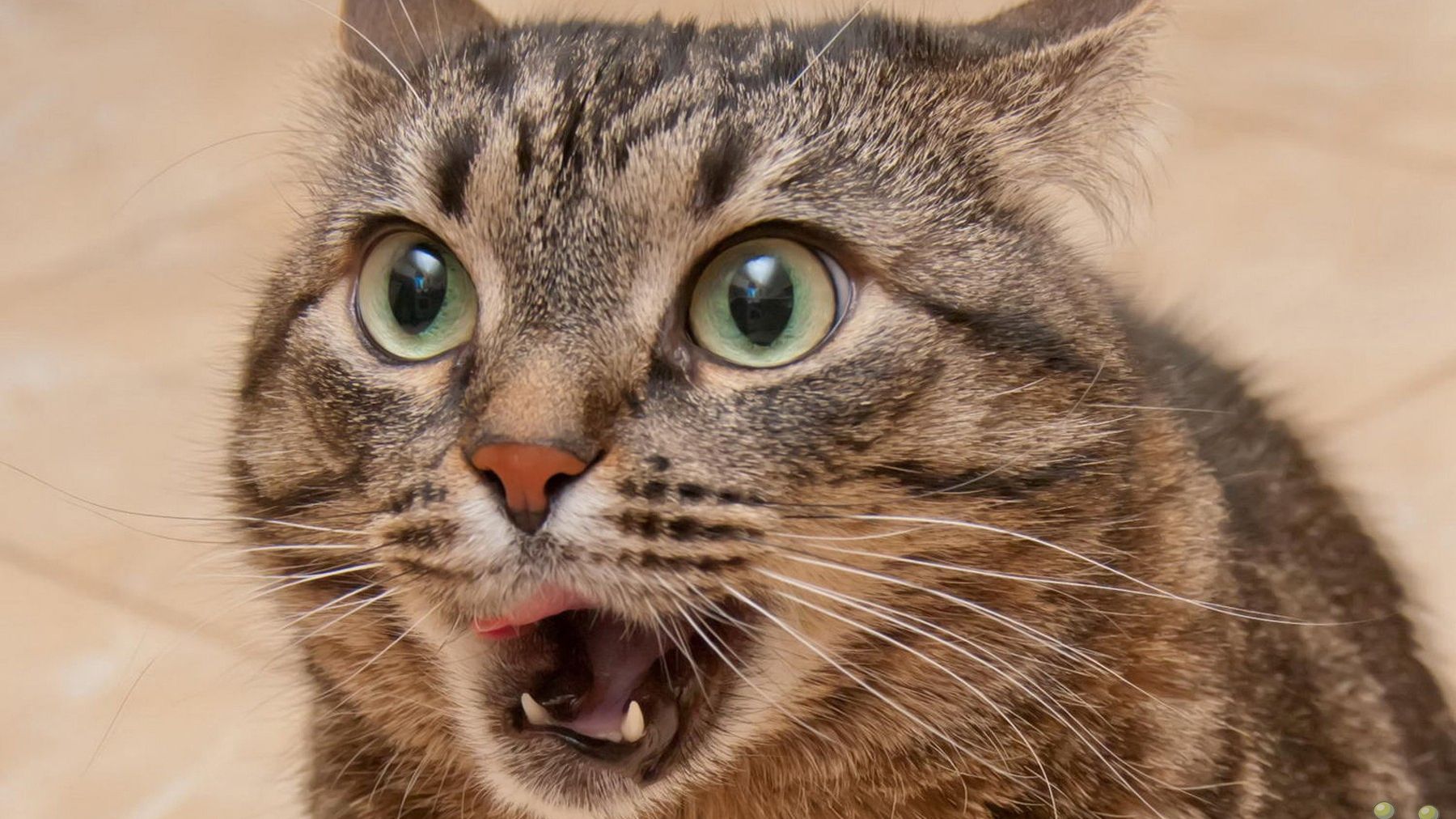 В Австралії влада оголосила війну кішкам