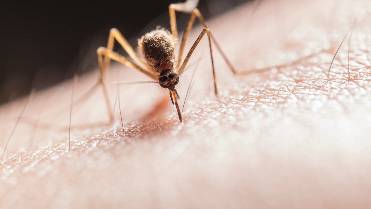 Як правильно лікувати укуси комарів - фото 1