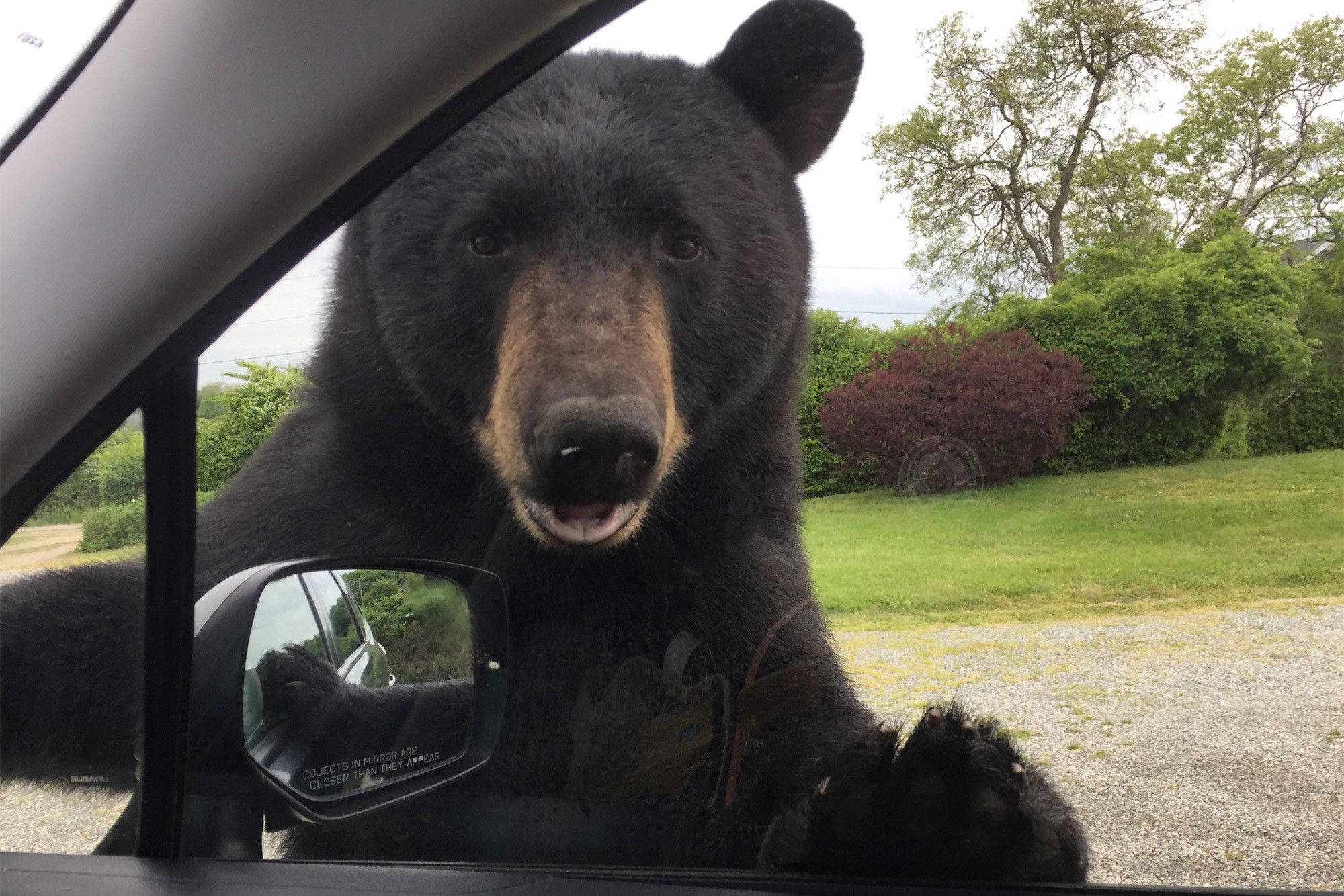 У США ведмідь викрав автомобіль і влаштував ДТП