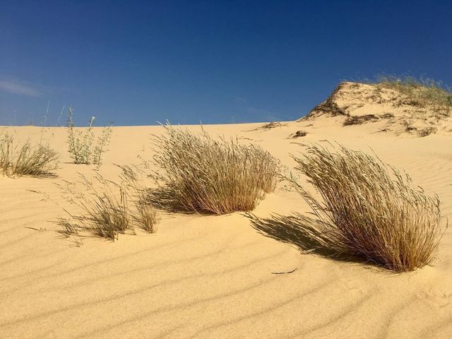 Олешківські піски – українська Сахара: як добратися та що варто знати про пустелю - фото 339458