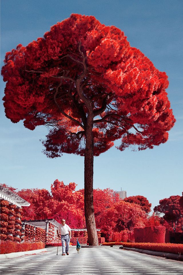 Француз показав інфрачервоний Мадрид: вражаючі фото - фото 339583