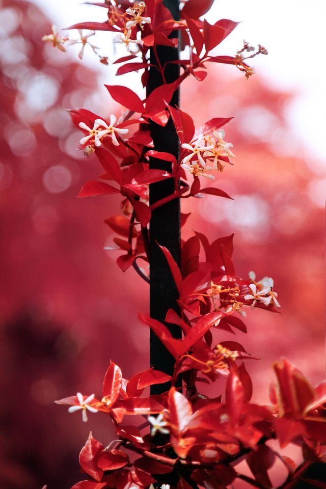 Француз показав інфрачервоний Мадрид: вражаючі фото - фото 339588