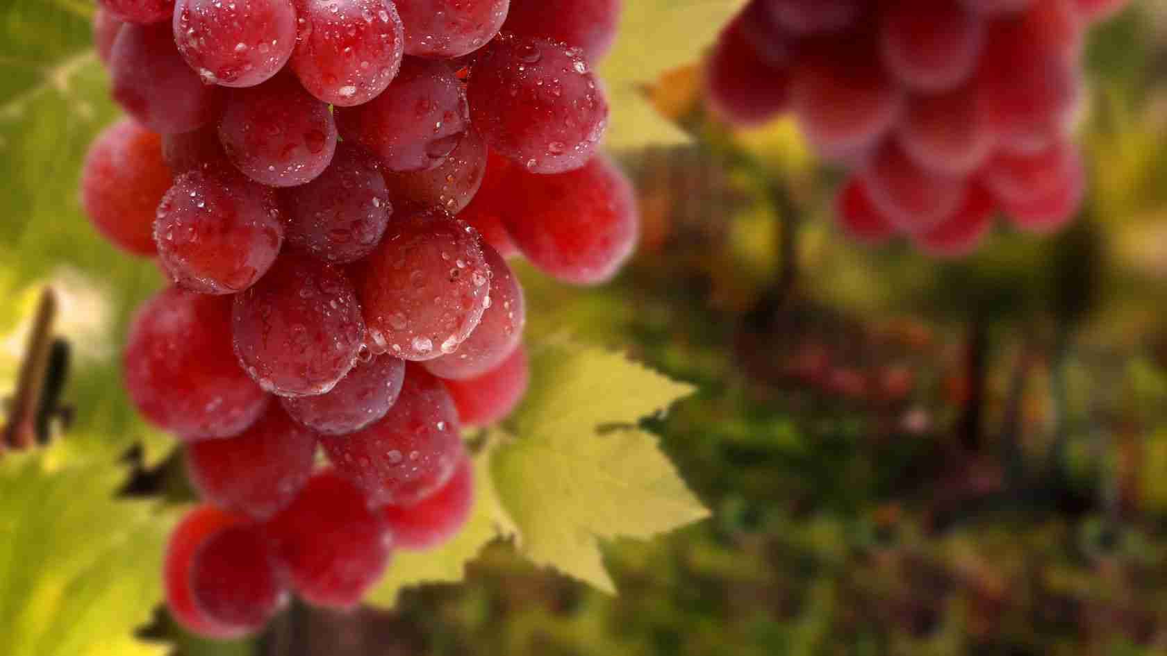 В Японії гроно винограду продали за 11 тисяч доларів