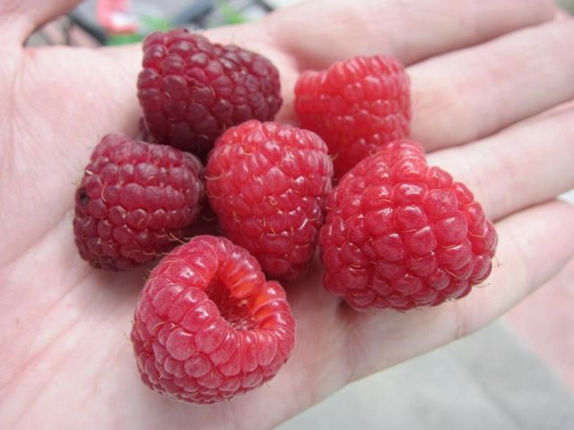 Малина- фото 339753