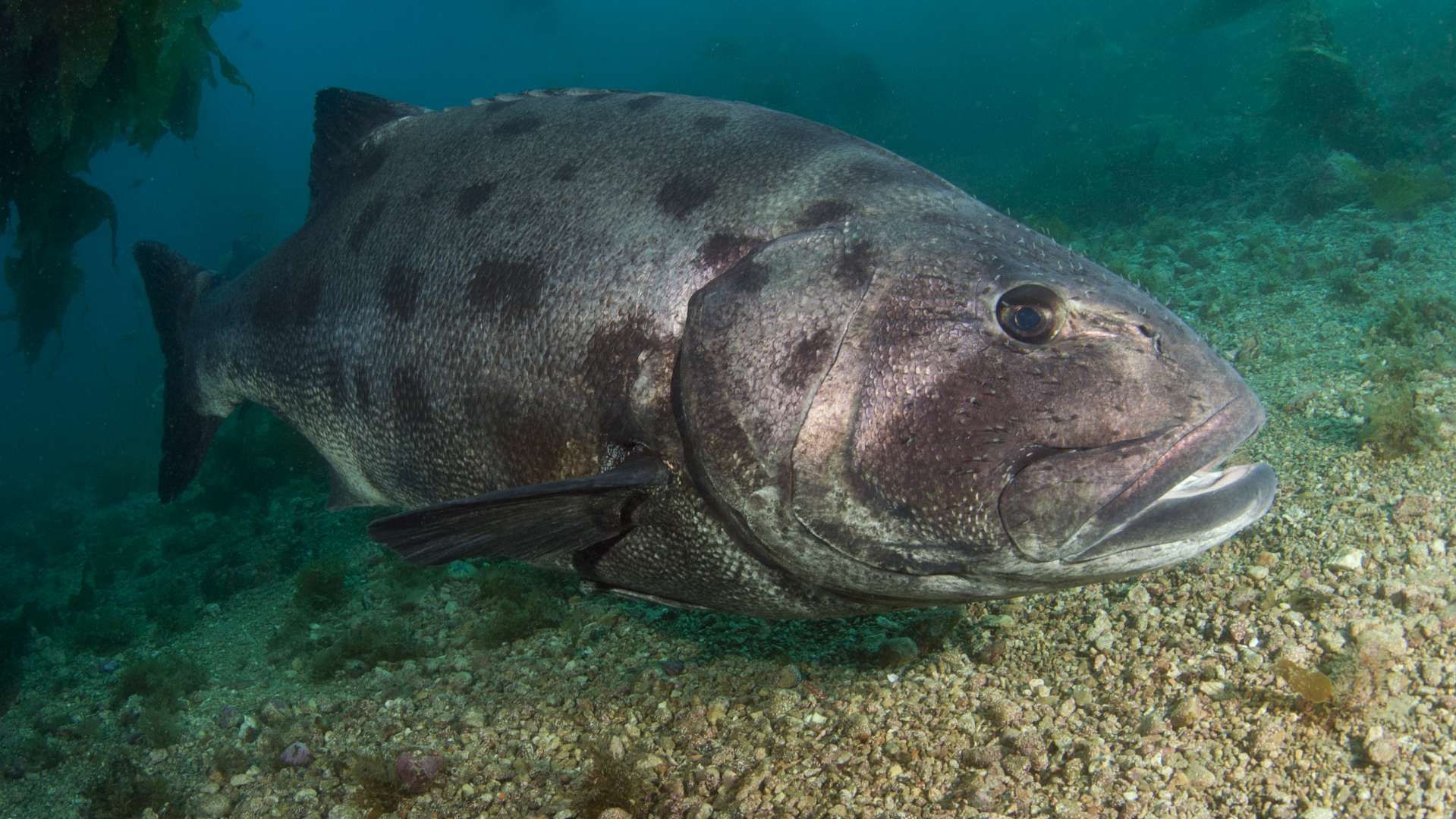 Науковці з США показали, як окунь проковтнув акулу цілком: відео
