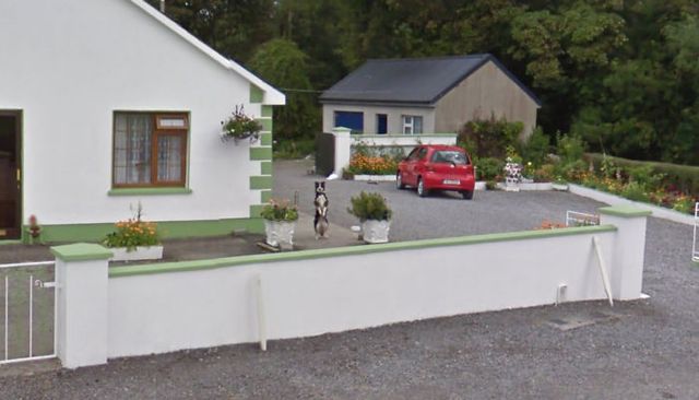 20 кумедних фото тварин, які випадково потрапили на Google Street View - фото 340040