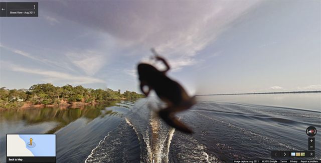 20 кумедних фото тварин, які випадково потрапили на Google Street View - фото 340041