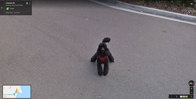 20 кумедних фото тварин, які випадково потрапили на Google Street View - фото 340044