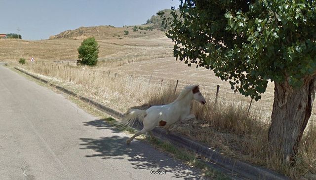 20 кумедних фото тварин, які випадково потрапили на Google Street View - фото 340045