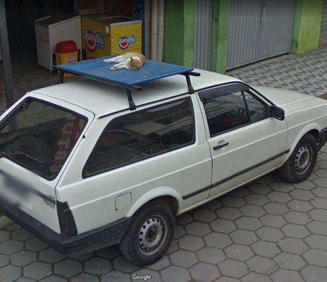 20 кумедних фото тварин, які випадково потрапили на Google Street View - фото 340047