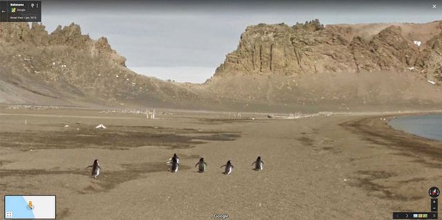 20 кумедних фото тварин, які випадково потрапили на Google Street View - фото 340057