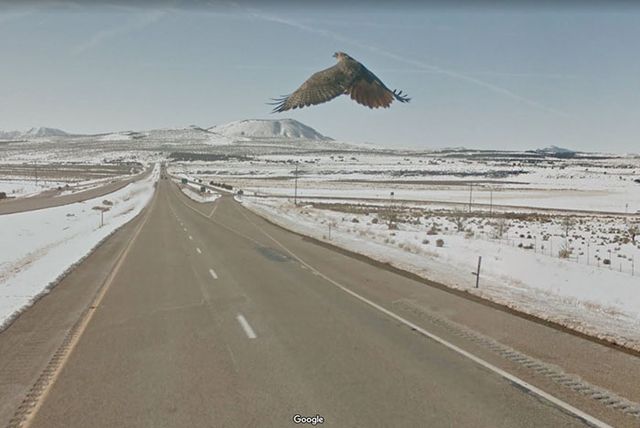 20 кумедних фото тварин, які випадково потрапили на Google Street View - фото 340060