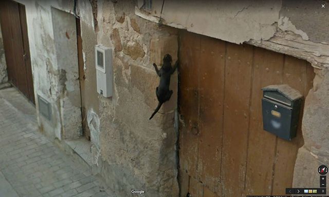 20 кумедних фото тварин, які випадково потрапили на Google Street View - фото 340061