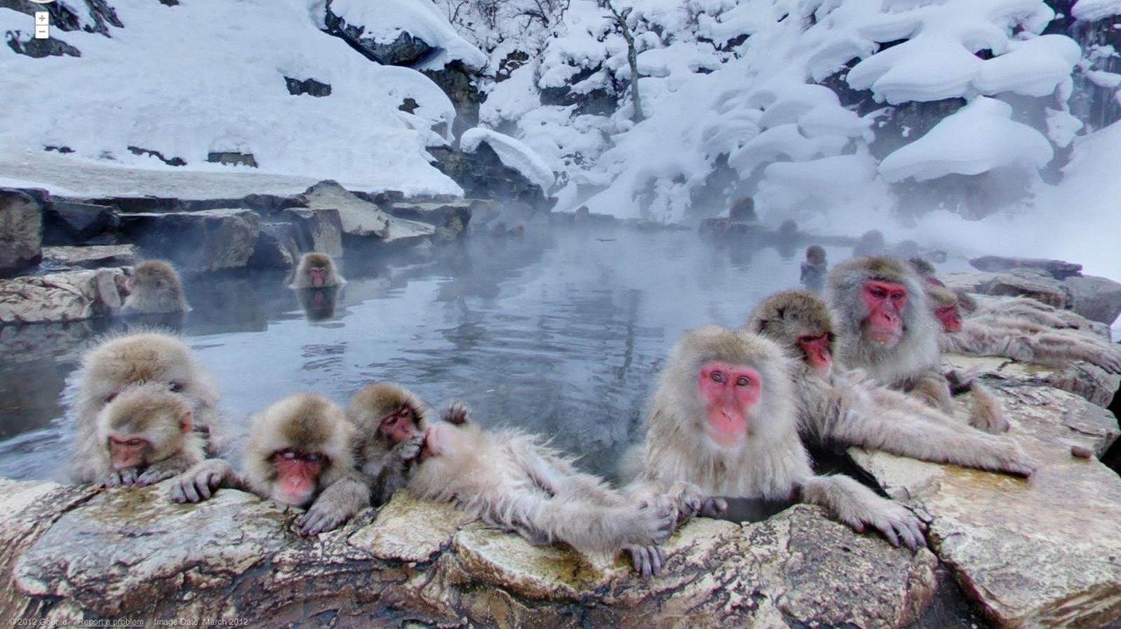 20 кумедних фото тварин, які випадково потрапили на Google Street View