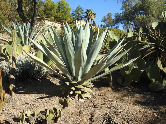 Голуба агава- фото 340183