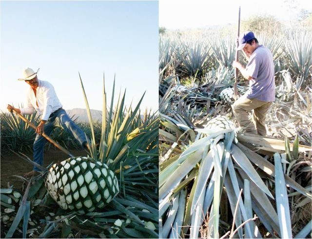 Як роблять текілу - фото 340184