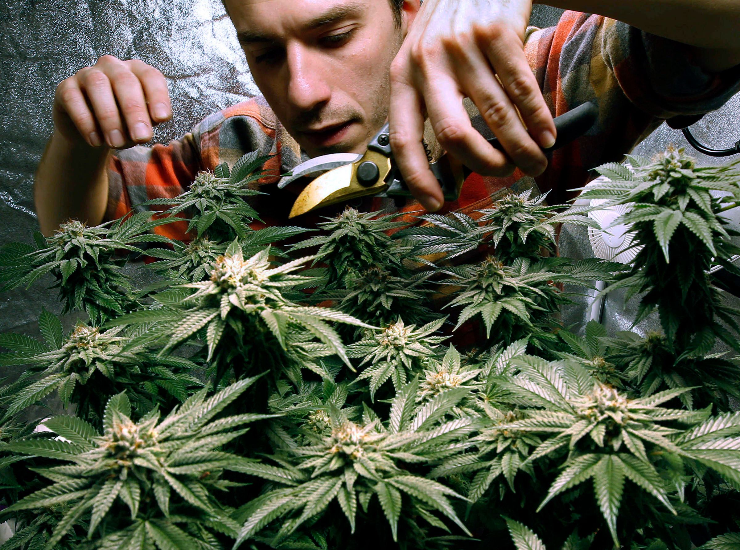 Легалізація марихуани має лише позитивний вплив - фото 1