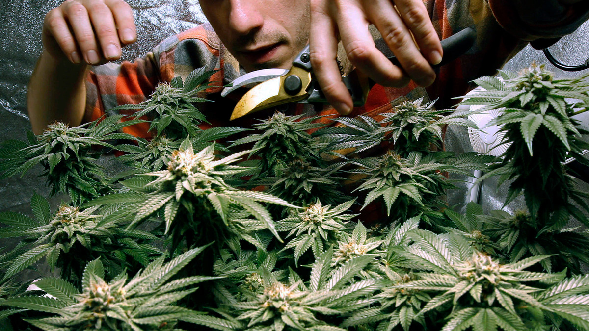 Легалізація марихуани має лише позитивний вплив - фото 1