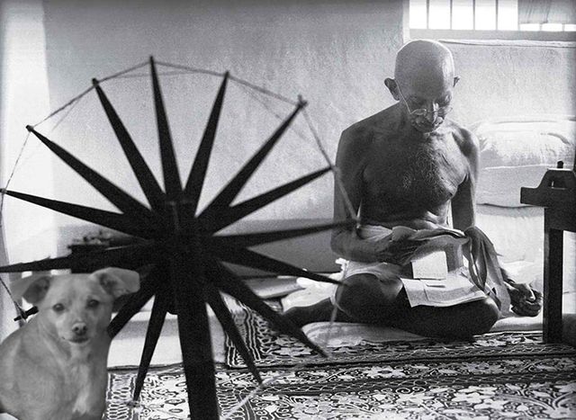 Цей бездомний песик став зіркою Vogue завдяки Аріані Гранде - фото 340239